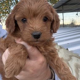 Pink collar - Red female Cavapoo puppy in Wesson, Mississippi from Southern Country Doodles