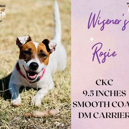 Rosie - Russell Terrier
