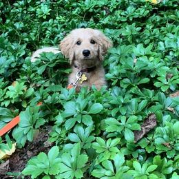 Goldendoodle Puppies from Dood Ranch Doodles