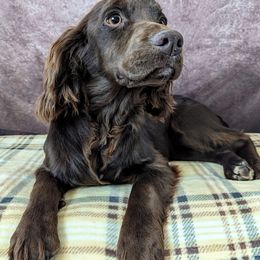 Brogue - English Cocker Spaniel