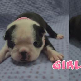 Pink - Black and white female Boston Terrier puppy in Clinton Township, Michigan from Greenberg's Boston Terriers & Bullies of Metro Detroit
