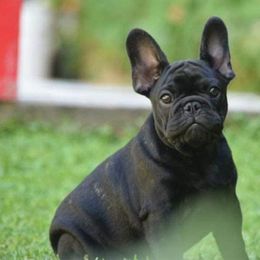 French Bulldogs from CREME DE LA CREME FRENCH BULLDOGS