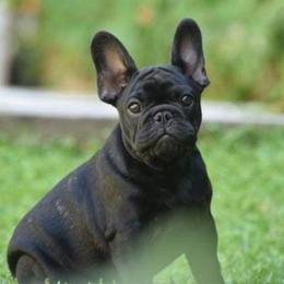 French Bulldogs from CREME DE LA CREME FRENCH BULLDOGS
