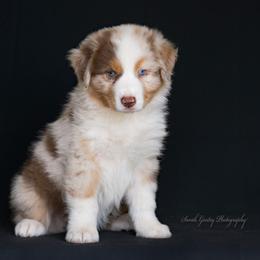Aussiedoodle and Australian Shepherd Puppies from SS Australian Shepherds and Aussiedoodles