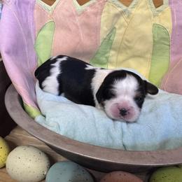 Yellow Girl - Blenheim female Cavalier King Charles Spaniel puppy in Smiths, Alabama from K&K Kennels