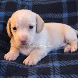 Buddy - Cream male Dachshund puppy in Ft Dodge, Iowa from Secret Reality
