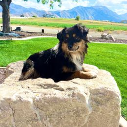 Mav - Toy Australian Shepherd