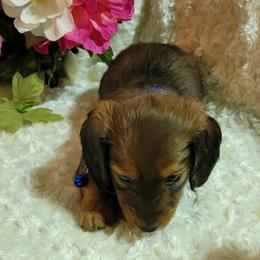 Dachshund Puppies from CLARK'S BREEDING PROGRAM