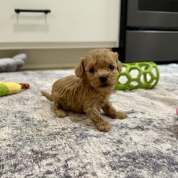 Lucky - Buff female Cockapoo puppy in Beresford, South Dakota from DAKOTA DOOD RANCH