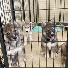 Siberian Husky Puppies from Nykah Siberians