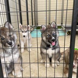 Siberian Husky Puppies from Nykah Siberians