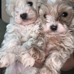 Maltipoo Puppies from Red Okie Poos