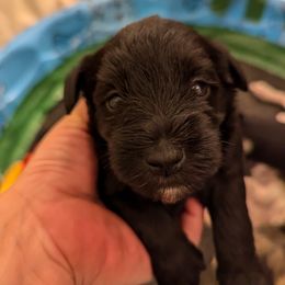 Miniature Schnauzer Puppies from Mississippi Mini Schnauzers