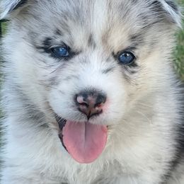 Pomskies from Majestic Pomsky