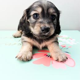 Rosie - Cream female Dachshund puppy in Sylvania, Alabama from Yancey’s Doxies