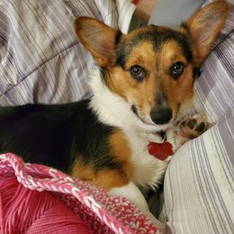 Pembroke Welsh Corgi puppies from Runamuck Ranch