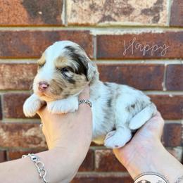 Happy - Chocolate merle male Bernedoodle puppy in Owasso, Oklahoma from Kallams Bernedoodles & Bernese Mountain Dogs