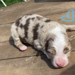 Miniature American Shepherd Puppies from SJC Texas Aussies