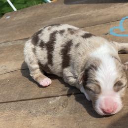 Miniature American Shepherd Puppies from SJC Texas Aussies