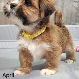 April - Red female Lhasa Apso puppy in Jefferson, New York from Absolute Lhasa Love