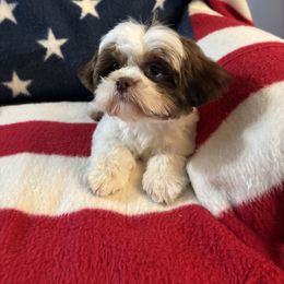 Boy 3 - Tricolor male Shih Tzu puppy in Wooster, Ohio from Mending Hearts Shih Tzu's