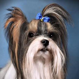 Biewer Terriers, German Shepherds, and Yorkshire Terriers from Mark Carfagno's Pups