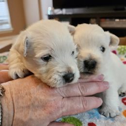 West Highland White Terrier Puppies from Touchdown Westies