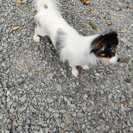 Raine - Chihuahua