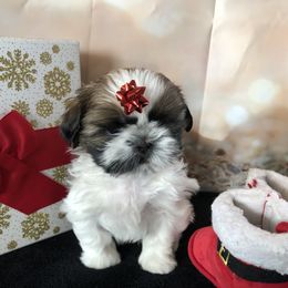 Boy 1 - Shih Tzu puppy in Silver Lake, Oregon from Bling Shih Tzu