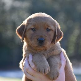 Golden Retriever Puppies from Earley Goldens