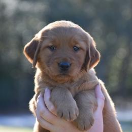 Golden Retriever Puppies from Earley Goldens