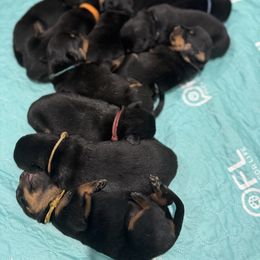 Rottweiler Puppies from Von Der Hügelspitze