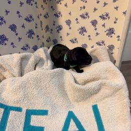 Horror - Blue and black male Kerry Blue Terrier puppy in St. Louis, Missouri from Green Lantern Kerry Blue Terriers