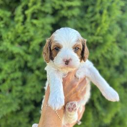 Cavapoo Puppies from Columbia Basin Puppies
