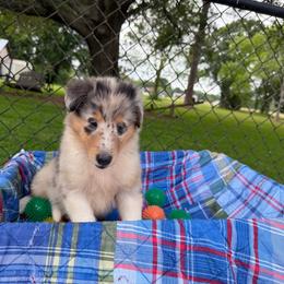 Jade - Blue merle white and tan female Collie puppy in Carencro, Louisiana from Cajun Bayou's Collies LLC