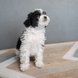 Bernedoodle, Goldendoodle, Poodle, Schnoodle, and Sheepadoodle Puppies from Boise Doodle Co.
