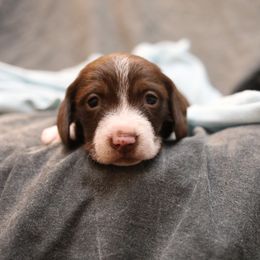 Dachshund and German Shepherd Puppies from Mountain Valley Kennel
