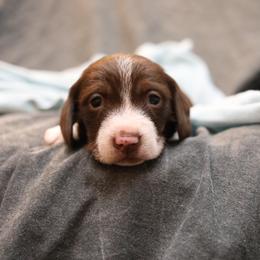 Dachshund and German Shepherd Puppies from Mountain Valley Kennel
