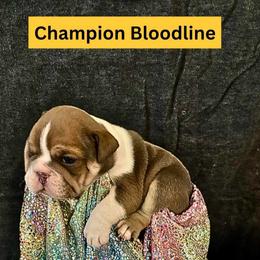 Sapphire - Blue tri-color female Bulldog puppy in Tremonton, Utah from Snuggle Pups