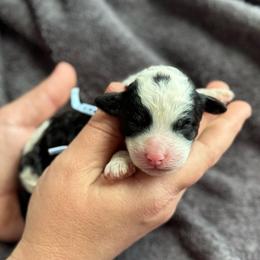 Boy 4 - Black and white male Sheepadoodle puppy in Wharton, Texas from Little Fur Friends