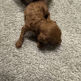 Poodle Puppies from Johnson Ventures