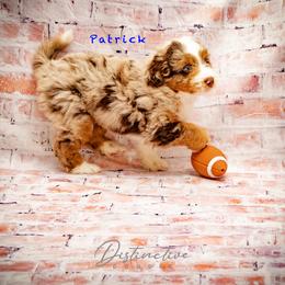 Patrick - Red merle male Aussiedoodle puppy in Kennesaw, Georgia from Distinctive Doodle