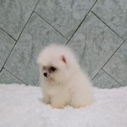 King - White male Pomeranian puppy in Moody, Texas from Luxury Pets of Central Texas