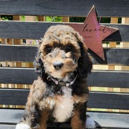 Glory - Sable female Cockapoo puppy in Mancelona, Michigan from Lavender poodles & doodles