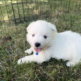 Levi - White male American Eskimo Dog puppy in Placerville, California from White Gypsy Ranch