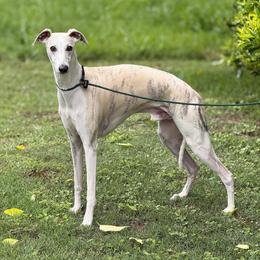 Alfie - White and blue fawn male Whippet puppy in Atlanta, Georgia from Sinaj