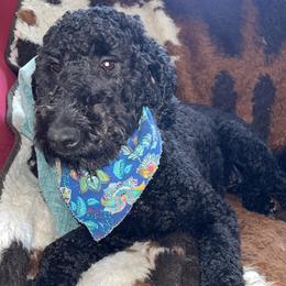 Celia - Goldendoodle