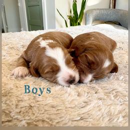 Boy 1 - Red  male Goldendoodle puppy in Glendale, Arizona from Follow Your Bliss Doodles