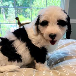 Java - Black and white male Bernedoodle puppy in Sherman, Illinois from Shirl Doodle Life