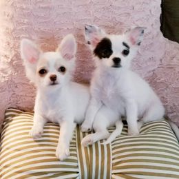 Chihuahua Puppies from Lucky Star Chihuahuas
